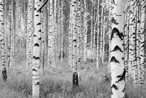 Vliesové fototapety, rozmer 368 x 248 cm, brezy, KOMAR XXL4-023