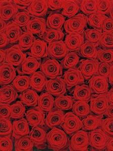 Fototapety, rozmer 194 x 270 cm, ruže, Komar 4-077