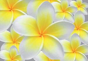 Vliesové fototapety, rozmer 312 x 219 cm, žlté kvety, IMPOL TRADE 033VE
