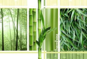 Vliesové fototapety, rozmer 312 x 219 cm, bambus, IMPOL TRADE 2-180VE