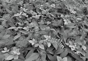 Fototapety, rozmer 368 x 254 cm, rastliny, Komar 8-914