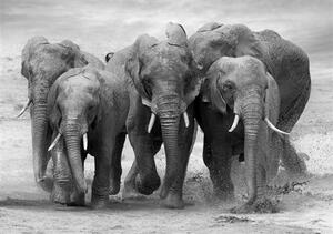 Vliesové fototapety 11578 V8, rozmer 368 cm x 254 cm, stádo slonov, IMPOL TRADE