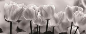 Vliesové fototapety, rozmer 250 x 104 cm, tulipány, IMPOL TRADE 287VEP
