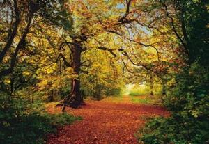Fototapety, rozmer 388 x 270 cm, Autumn Forest, Komar 8-068