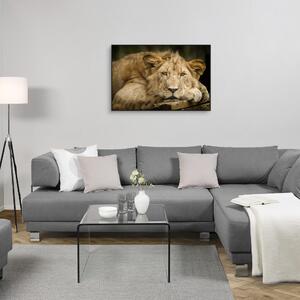 SKLENENÝ OBRAZ, zvieratá, 120/80 cm Monee - Obrazy