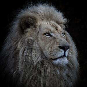 Umelecká fotografie Proud Lion, Louise Wolbers, (40 x 40 cm)
