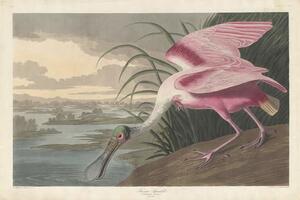John James (after) Audubon - Obrazová reprodukcia Roseate Spoonbill, 1836, (40 x 26.7 cm)