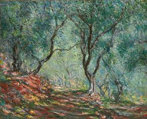 Monet, Claude - Obrazová reprodukcia Olive Trees in the Moreno Garden; Bois d'oliviers au jardin Moreno, (40 x 35 cm)