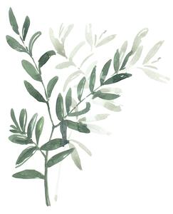 Ilustrácia Watercolor laurel branch, Blursbyai, (30 x 40 cm)