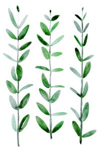 Ilustrácia Watercolor eucalyptus parvifolia, Blursbyai, (30 x 40 cm)