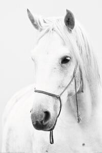 Plagát, Obraz - biely koň