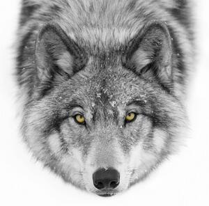 Umelecká fotografie Yellow eyes - Timber Wolf, Jim Cumming, (40 x 26.7 cm)