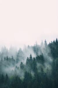 Fotografia Fog and forest, Sisi & Seb