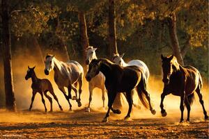 Plagát, Obraz - Horses Andaluces