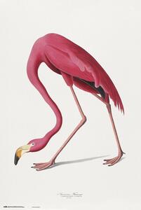 Plagát, Obraz - American Flamingo, (61 x 91.5 cm)