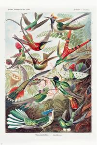 Plagát, Obraz - Ernst Haeckel - Kolibris, (61 x 91.5 cm)