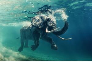 Obraz Elephant 120 x 80 cm