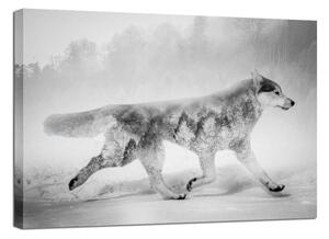 Obraz Styler Canvas Nordic Wolf, 75 × 100 cm