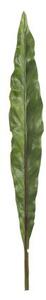 Okrasný list Canna - 73cm - J-Line by Jolipa