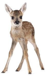 Nástenná samolepka Dekornik Deer Lucy, 55 x 88 cm
