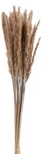 Zväzok sušené trávy hnedé - 9 * 9 * 82 cm - J-Line by Jolipa