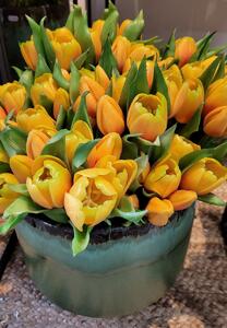 Kytica 7ks oranžových realistických tulipánov - 45cm - J-Line by Jolipa
