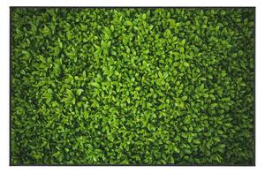 Zelený koberec Oyo home Ivy, 100 x 140 cm