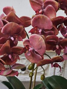 Dekorácia umelá kvetina Orchidea s kvetináčom - 32*32*57 cm - J-Line by Jolipa