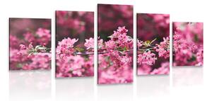 5-dielny obraz detailné kvety čerešne Varianta: 100x50