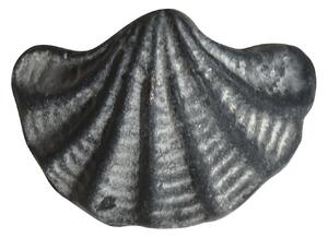 Šedá antik liatinová úchytka mušle Shell - 6*4*4,5 cm - Chic Antique