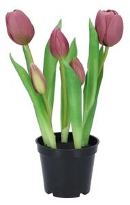 5ks fialový realistický tulipán Tulips v kvetináčiku - 26 cm - daan kromhout