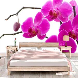 Sablio Tapeta Fialové Orchidey - 125x75 cm