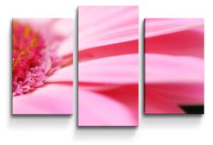 Sablio Obraz - 3-dílný Ružová gerbera - 75x50 cm