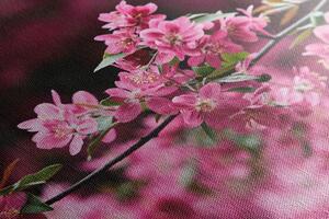 Obraz detailné kvety čerešne