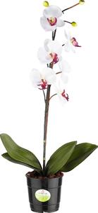 ORCHIDEA 60 cm XXXL - Kvety & kvetináče