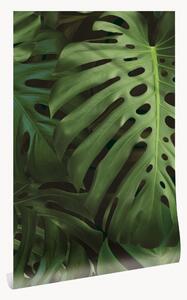 Tapeta z netkanej textílie Monstera