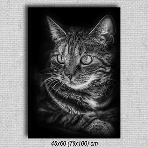 Obraz Mačka 02 Čierna 60x45 cm