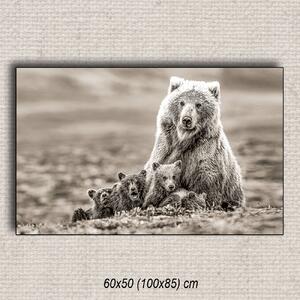 Obraz Medvede 03 Hnedá 60x50 cm