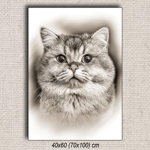 Obraz Mačka 03 Hnedá 60x40 cm
