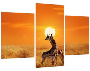 Obraz - Žirafy v národnom parku Serengeti (90x60 cm)