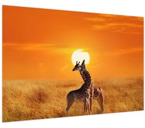 Obraz - Žirafy v národnom parku Serengeti (90x60 cm)