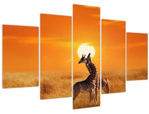 Obraz - Žirafy v národnom parku Serengeti (150x105 cm)