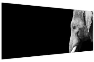 Obraz - Slon (120x50 cm)