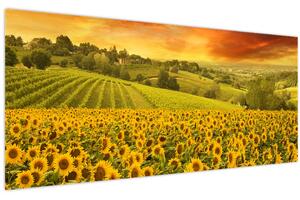 Obraz - Slnečnicové pole (120x50 cm)