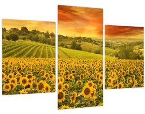 Obraz - Slnečnicové pole (90x60 cm)