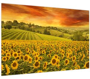 Obraz - Slnečnicové pole (90x60 cm)