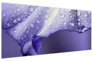 Obraz - Okvetný lístok s kvapkami (120x50 cm)