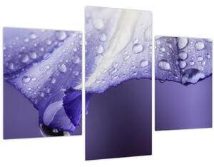 Obraz - Okvetný lístok s kvapkami (90x60 cm)