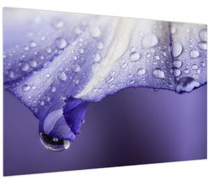 Obraz - Okvetný lístok s kvapkami (90x60 cm)