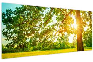 Obraz - Slnečný les (120x50 cm)